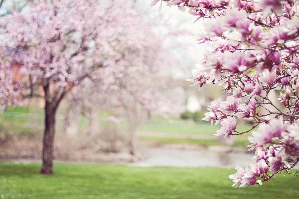 Pierre Magnol. ¿Adivinaron? ¡Si!, el nombre de las magnolias es en honor al  botánico francés. | Viva la Tierra!